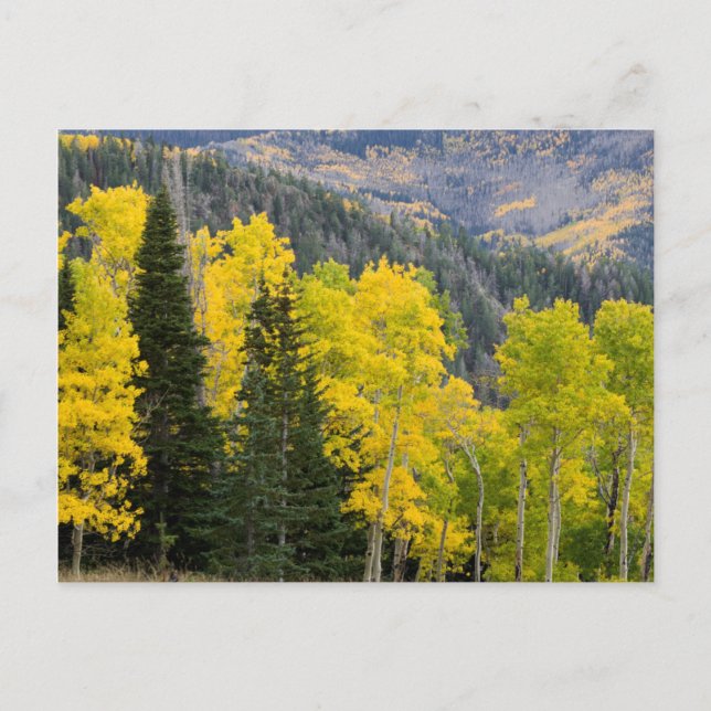 Aspen Trees (Populus Tremuloides) und Nadelbäume 2 Postkarte (Vorderseite)