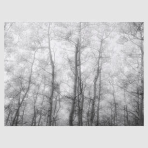 Aspen Trees - Schwarz und Weiß Seidenpapier