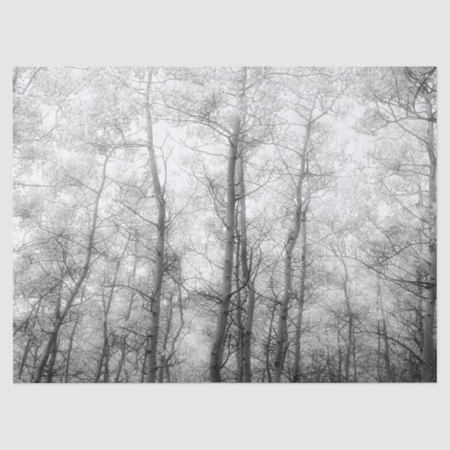 Aspen Trees - Schwarz und Weiß Seidenpapier (Vorderseite)