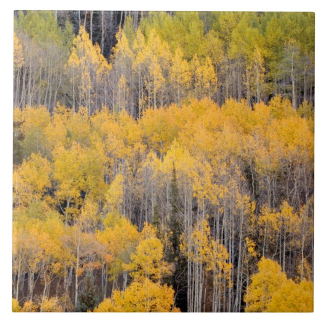 Aspen Trees | White River National Forest Fliese (Vorderseite)