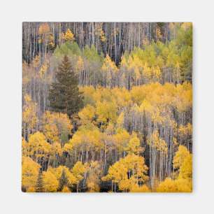 Aspen Trees White River National Forest Magnet