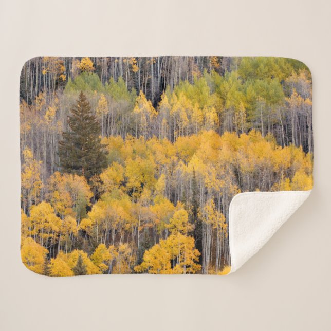 Aspen Trees | White River National Forest Sherpadecke (Vorderseite (Horizontal))