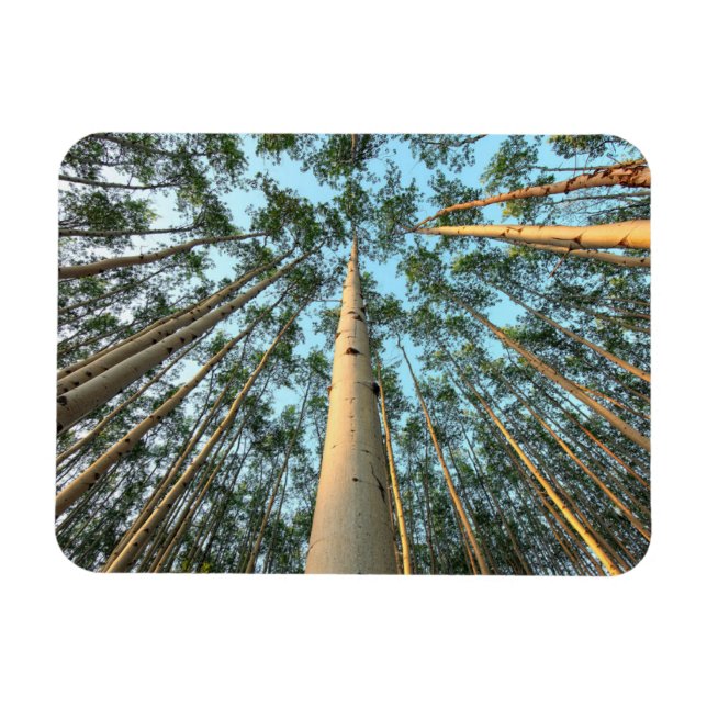 Aspen Trunks und Blätter, Yukon Magnet (Horizontal)