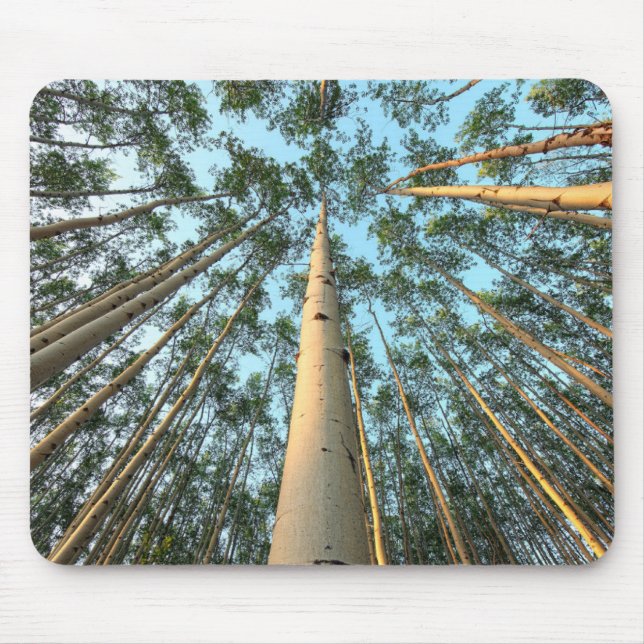 Aspen Trunks und Blätter, Yukon Mousepad (Vorne)