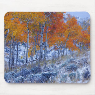Aspenbäume in Herbstfarben, Bighorngebirge, Mousepad