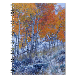 Aspenbäume in Herbstfarben, Bighorngebirge, Notizblock