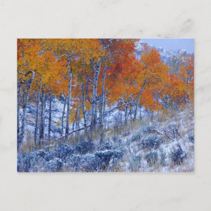 Aspenbäume in Herbstfarben, Bighorngebirge, Postkarte