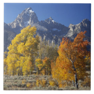 Aspenbäume mit dem Teton-Gebirge Fliese