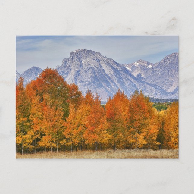 Aspenbäume mit dem Teton-Gebirge Postkarte (Vorderseite)
