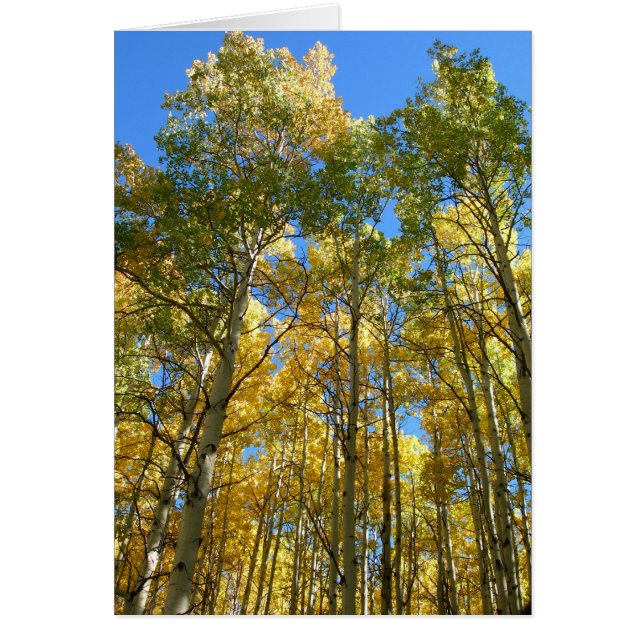 Aspens à l'automne (Devant)