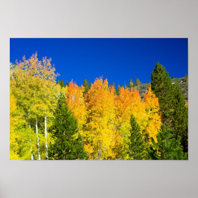 Aspens Aflammen Poster (Vorne)