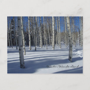 Aspens en hiver carte postale