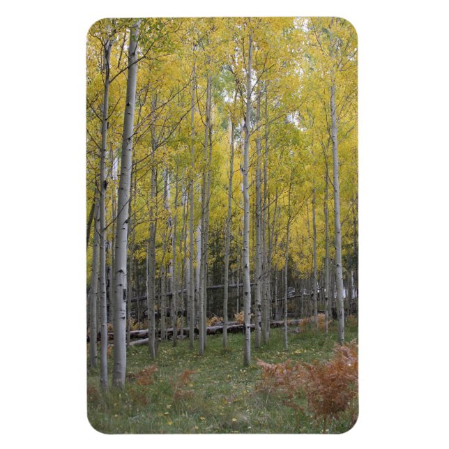 Aspens gelbes Glühen Magnet (Vertikal)