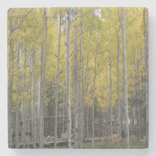 Aspens gelbes Glühen Steinuntersetzer