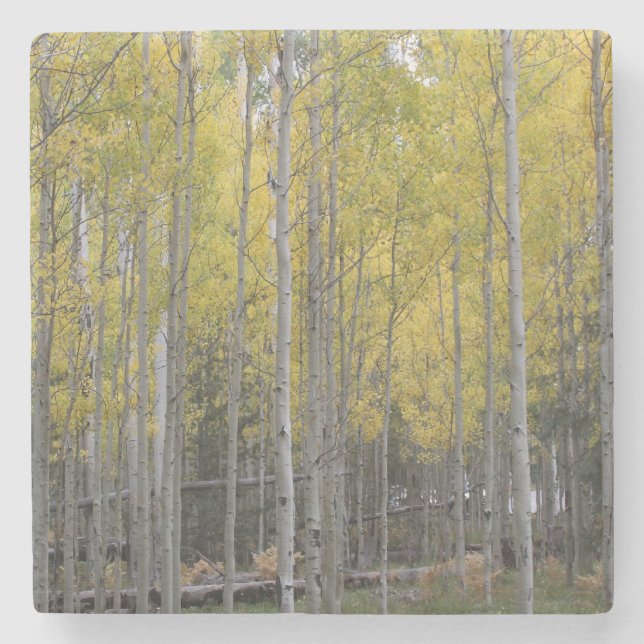 Aspens gelbes Glühen Steinuntersetzer (Vorderseite)
