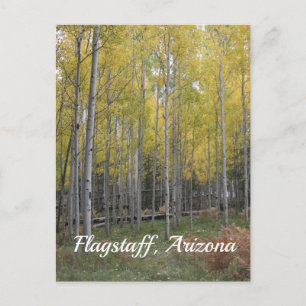 Aspens gelblicher Schimmer auf Postkarte vom Flags