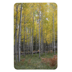 Aspens gelblicher Schimmer Magnet