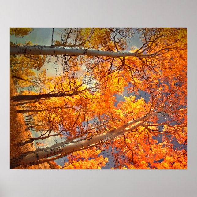 Aspens Glory Poster (Vorne)