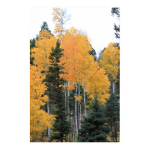 Aspens in Taos Pines