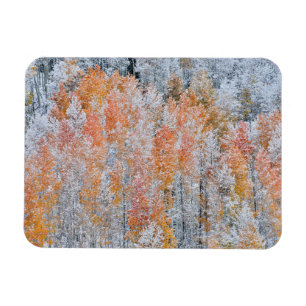 Aspens & Snow Rocky Mountains, Colorado Magnet