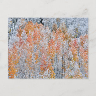 Aspens & Snow   Rocky Mountains, Colorado Postkarte