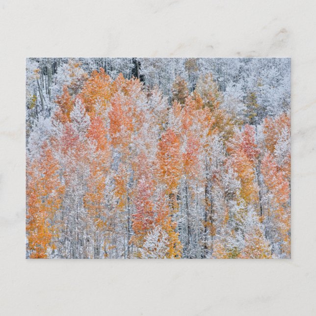 Aspens & Snow | Rocky Mountains, Colorado Postkarte (Vorderseite)