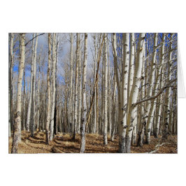 Aspens Trees in Winter Card