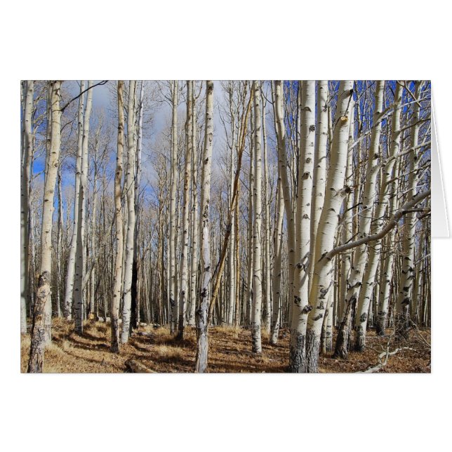 Aspens Trees in Winter Card (Vorderseite (Horizontal))