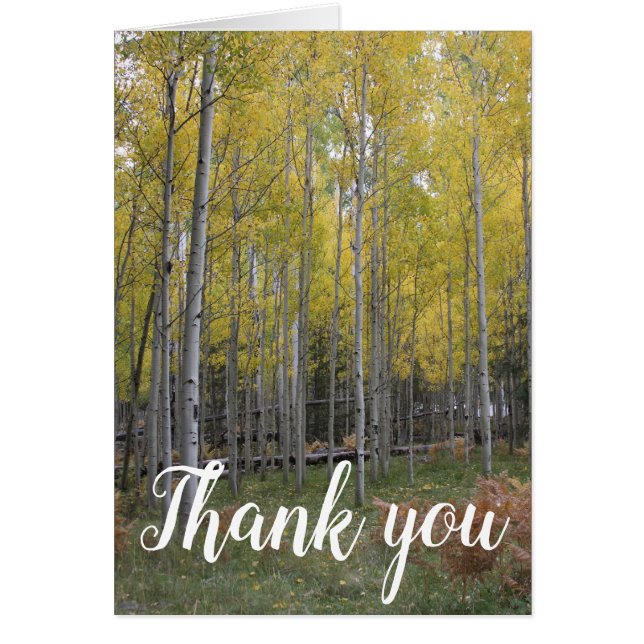 Aspen's Yellow Glow Danke (Vorne)