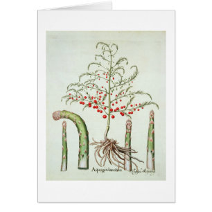 Asperge commune en fleur et fruit, de 'Ho