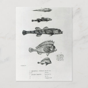 Aspidophorus Chiloensis und Agriopus Hispidus Postkarte