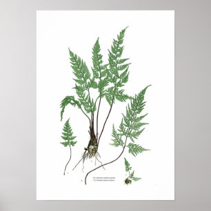 Asplenium adiantum nigrum poster