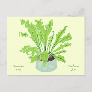 Asplenium Bird's Nestfarn - zeichnend auf Gelb. Postkarte