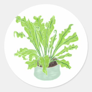 Asplenium Bird's Nestfarn - zeichnend auf Weiß. Runder Aufkleber