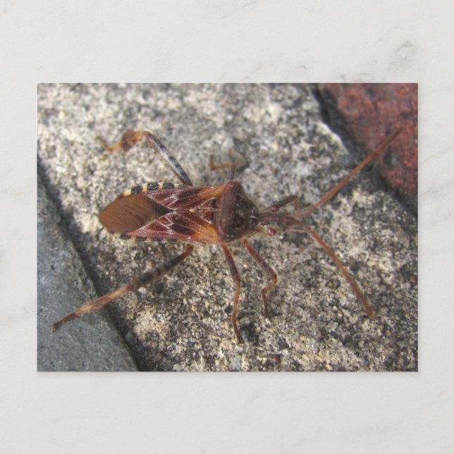 Assassin Bug ~ Postkarte (Vorderseite)