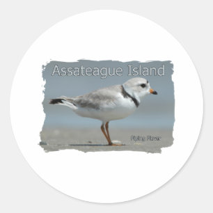 Assateague Insel-friedlicher Regenpfeifer Runder Aufkleber