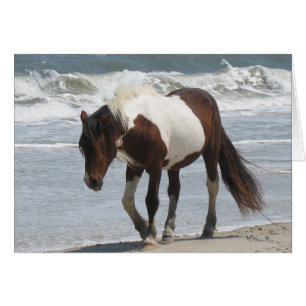 Assateague Insel-Pony