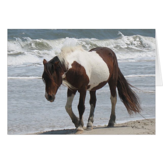 Assateague Insel-Pony (Vorderseite (Horizontal))