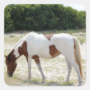 Assateague Inselpferd Quadratischer Aufkleber