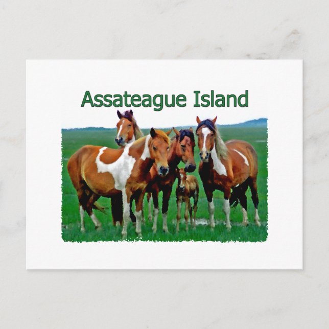 Assateague Island (Pony family) Postkarte (Vorderseite)