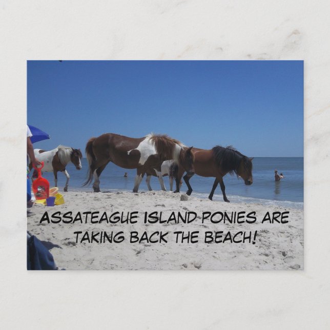 Assateague Island Ponys nehmen Back Beach Postkarte (Vorderseite)