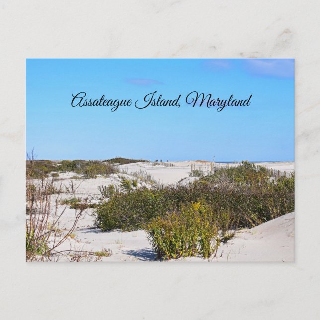 Assateague Island Postcard Postkarte (Vorderseite)