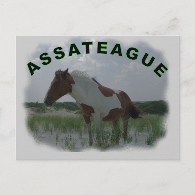 Assateague Island Postcard Postkarte (Vorderseite)