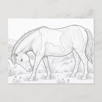 Assateague-Pferd Postkarte