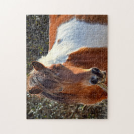 Assateague Pinto Mare Macky