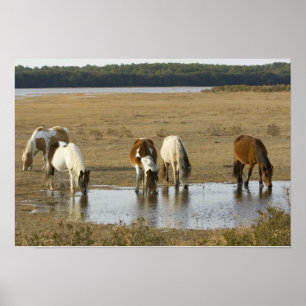 Assateague-Ponys-Poster Poster