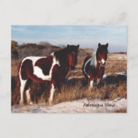 Assateague Wild Hord 2 - Carte postale