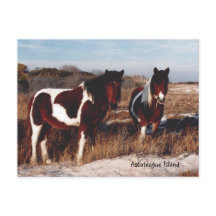 Assateague Wild Hord 2 - Carte postale
