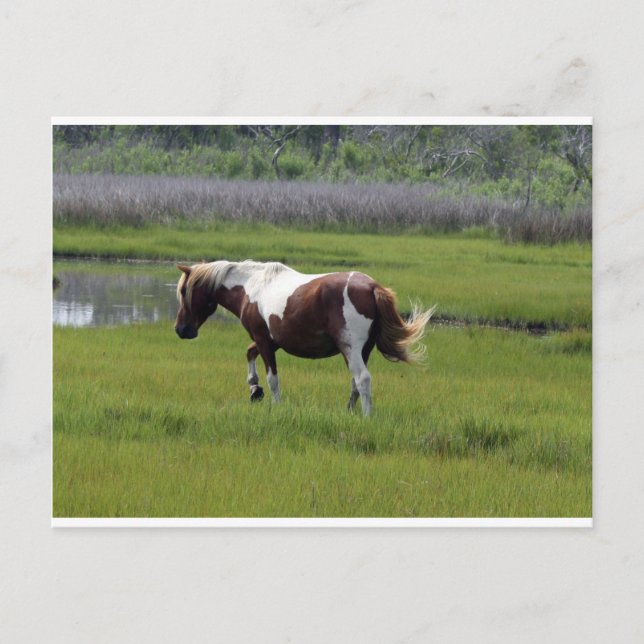 Assateague Wild Horse Postkarte (Vorderseite)