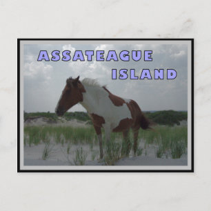 Assateague Wild Horses 2 Postkarte